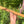 A minor Blue Bear Flutes Western Cedar Flute