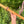 A minor Blue Bear Flutes Western Cedar Flute