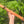 G minor Blue Bear Flutes Red Cedar Flute