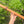 G minor Blue Bear Flutes Red Cedar Flute
