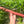 E minor Blue Bear Flutes Red Cedar Flute