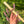 Blue Bear Flutes - Cardinal Whistles