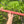 E minor Blue Bear Flutes Red Cedar Flute
