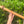 E minor Blue Bear Flutes Western Cedar Flute