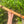 E minor Blue Bear Flutes Western Cedar Flute
