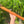 Low D minor Bass Blue Bear Flute  Western Cedar Flute