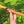 High D minor Blue Bear Flutes Western Cedar Flute