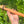 High D minor Blue Bear Flutes Western Cedar Flute