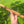 High C minor Blue Bear Flute  Western Cedar Flute