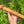 High C minor Blue Bear Flute  Western Cedar Flute